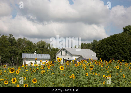 Grange et champ de tournesol à Possum Creek Metro Park, Ohio Dayton. Banque D'Images