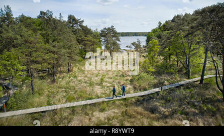 Paimpont (Bretagne, nord-ouest de la France) : passerelle en bois au milieu de l'espace naturel, sur les rives de l'étang de Paimpont. Promenade à travers les Banque D'Images