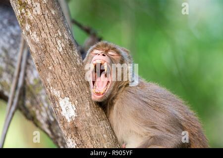 L'Inde, l'Uttarakhand, Jim Corbett National Park, le macaque Rhésus (Macaca mulatta), adulte au repos dans un arbre Banque D'Images