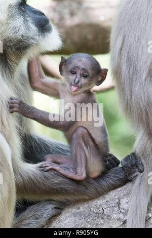 L'Inde, l'Uttarakhand, Jim Corbett National Park, Northern Plains gray langur (Semnopithecus animaux singe), mère, abd baby Banque D'Images