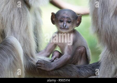 L'Inde, l'Uttarakhand, Jim Corbett National Park, Northern Plains gray langur (Semnopithecus animaux singe), mère, abd baby Banque D'Images
