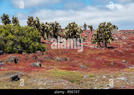 Cactus géants et rouge le coucal prés au Îles Galapagos Banque D'Images