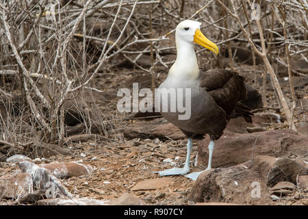 Albatros adultes sur l'île de Espanola dans les Galapagos Banque D'Images