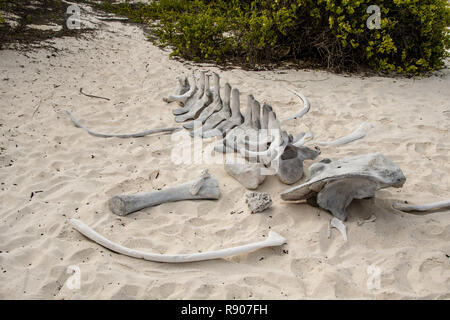 Squelette d'une baleine sur une plage des îles Galápagos Banque D'Images