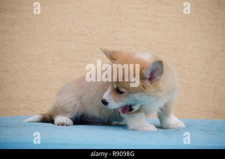 Le chiot de la Welsh Corgi Pembroke chiot se trouve le bâillement. Banque D'Images