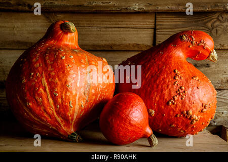 Close up of Red Kuri et deux citrouilles Orange Hubbard sur planche en bois. Banque D'Images