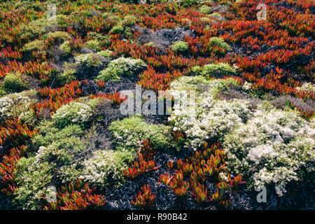 Détail de colline couverte de Iceplant et autres arbustes en automne, Pt. Reyes National Seashore, Californie, USA. Banque D'Images