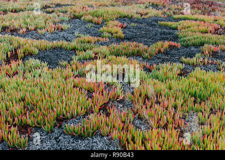 Détail de colline couverte de Iceplant et autres arbustes en automne, Pt. Reyes National Seashore, Californie, USA. Banque D'Images