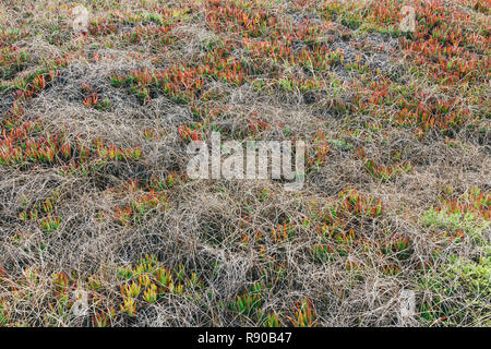 Détail de colline couverte de Iceplant et autres arbustes en automne, Pt. Reyes National Seashore, Californie, USA. Banque D'Images