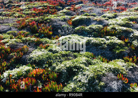 Carpobrotus edulis,Iceplant, une plante introduite comme une mesure de stabilisation de l'érosion sur la colline de Point Reyes National Seashore, California, USA Banque D'Images