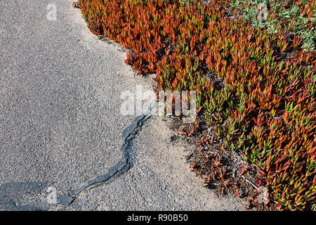 Carpobrotus edulis, Iceplant, une plante introduite comme une mesure de stabilisation de l'érosion dans le tidelands de Point Reyes National Seashore, Californie, U Banque D'Images