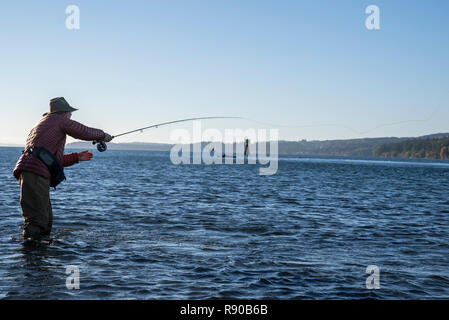 Un homme de race blanche fly fisherman jette pour searun la truite fardée et le saumon dans l'eau salée au large de l'île indienne dans le nord-ouest de l'État de Washington, USA. Banque D'Images