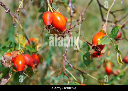 Berry, médicinaux de rose musquée rose musquée ovale rouge Banque D'Images