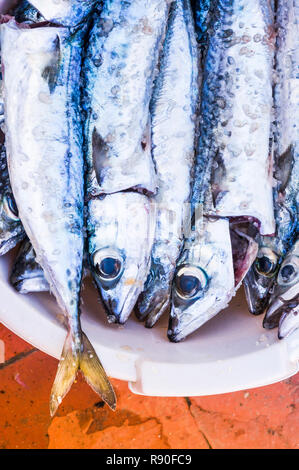 Divers Les maquereaux dans un bol, nettoyé et prêt pour les grillades Banque D'Images