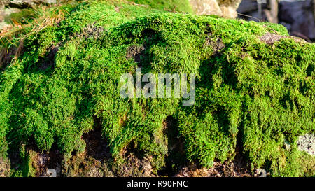 Détail de la mousse sur un rocher. Verdent et vert. Moss, Close-up Banque D'Images