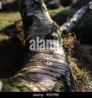 L'écorce de bouleau d'argent Détails. L'écorce des arbres. Journal de l'arbre Banque D'Images