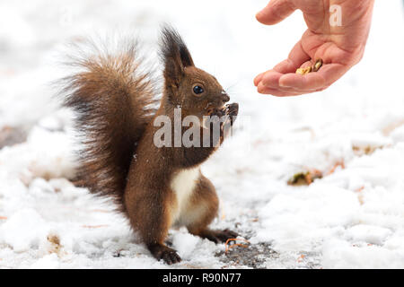 Eurasian écureuil roux (Sciurus vulgaris) en tenant les écrous de la main de l'homme. En saison d'hiver est difficile pour les écureuils pour trouver la nourriture et les gens font souvent l'alimentation Banque D'Images