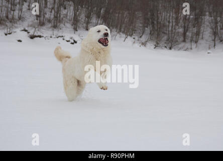 Portrait de Maremme Sheepdog courant dans la neige des Abruzzes Banque D'Images