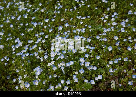 Veronica persica fleurs bleu Banque D'Images