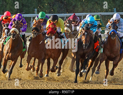 Chevaux pur-sang et les jockeys tête en bas la dernière ligne droite dans une course de saleté. Tête Vue de face. Banque D'Images