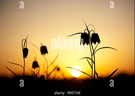 Fritillaria meleagris. Tête de serpents fritillary wildflower dans la campagne anglaise au coucher du soleil. Amérique du pré. Cricklade, Wiltshire, Royaume-Uni. Silhouette Banque D'Images