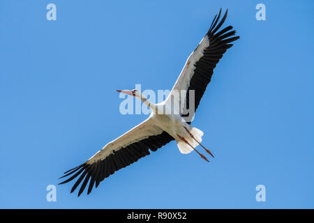 La migration de la cigogne blanche (Ciconia ciconia) en vol, le planeur thermique avec ailes propagation contre le ciel bleu Banque D'Images