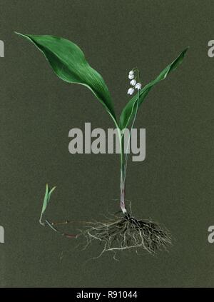 Convallaria majalis (muguet), c1870-1920. Organisateur : Harold Drinkwater. Banque D'Images