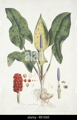 Arum Maculatum Arum Sauvage (), c1800-1810. Créateur : Inconnu. Banque D'Images