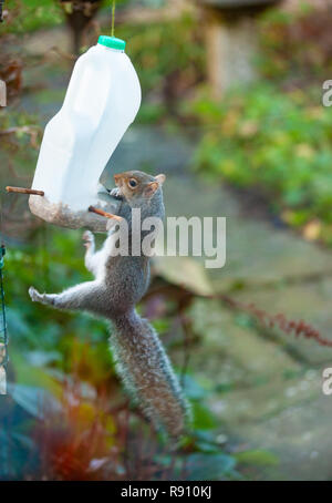 L'écureuil gris Sciurus carolinensis pendu à une mangeoire pour oiseaux fait maison dans un jardin. Banque D'Images