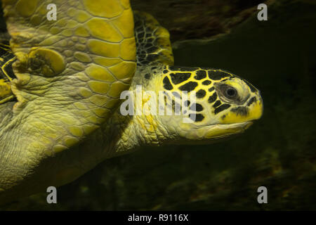 Gros plan de la tête d'une tortue verte underwater Banque D'Images