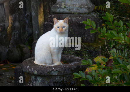 Cross eyed alley cat assis près du temple dans Kunamoto, Japon Banque D'Images