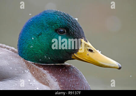 Mallard (Anas platyrhychos,), de la faune, de l'Allemagne Banque D'Images