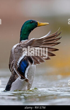 Mallard (Anas platyrhychos,), de la faune, de l'Allemagne Banque D'Images