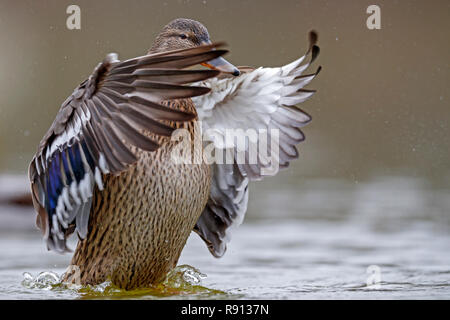 Mallard (Anas platyrhychos,), de la faune, de l'Allemagne Banque D'Images