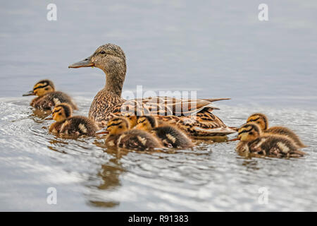 Canard colvert (Anas platyrhychos) avec piscine canetons dans un étang, de la faune, de l'Allemagne Banque D'Images