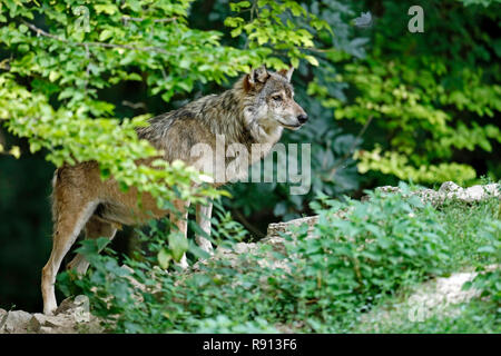Le loup de l'Est (Canis lupus lycaon) debout sur un pré, captive Banque D'Images