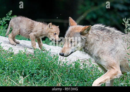 Le loup de l'Est (Canis lupus lycaon) avec un chiot, captive Banque D'Images