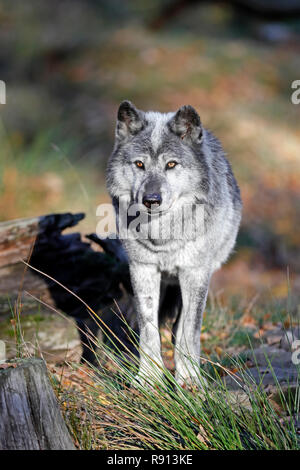 Loup gris, le loup, le loup, l'Américain (Canis lupus lycaon), portrait, captive Banque D'Images