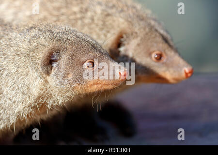 Mongoose, bagués (Mungos mungo), Allemagne Banque D'Images