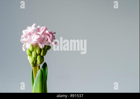 Hyacinthus rose avec les bourgeons sur le côté gauche du châssis. Arrière-plan avec copie espace pour le texte. Carte de souhaits en style minimaliste. Banque D'Images