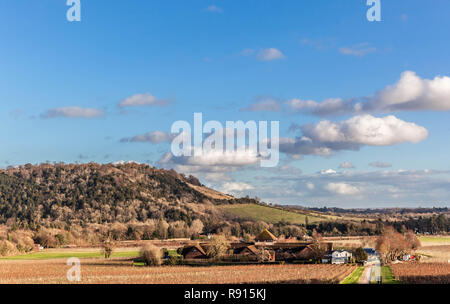 Vue de Fort Hill vu de Denbies Wine Estate, North Downs, Surrey, Angleterre, Royaume-Uni. Banque D'Images