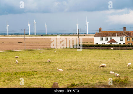 Les moutons et les éoliennes de la petite cour Cheyne Wind Farm sur Romney Marsh avec un ciel noir avant une tempête. Banque D'Images