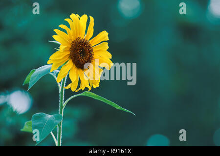 De belles fleurs de mon jardin Banque D'Images