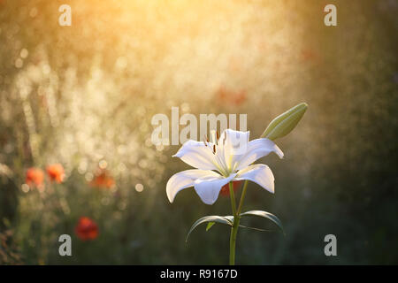 De belles fleurs de mon jardin Banque D'Images