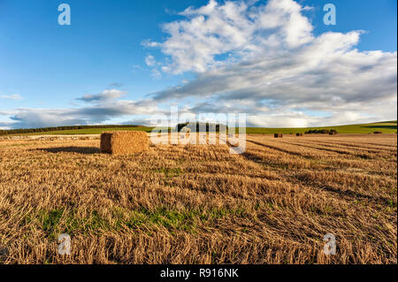 En ballots de paille rectangulaire champ récoltés contre le bleu de ciel nuageux avec des arbres en arrière-plan Banque D'Images