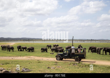 L'observation d'éléphants dans le Parc National de Kaudulla, Sri Lanka Banque D'Images