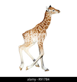 Jeune enfant girafe en marche, isolé sur fond blanc Banque D'Images