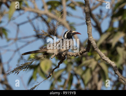 Calao gris d'Afrique (Lophoceros nasutus) Banque D'Images