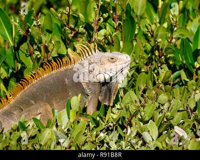 Iguane vert (Iguana iguana), une espèce envahissante qui a envahi les Florida Keys, au soleil sur Marathon Key, en Floride, USA. Banque D'Images