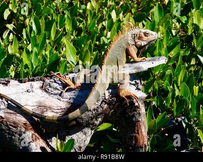 Iguane vert (Iguana iguana), une espèce envahissante qui a envahi les Florida Keys, au soleil sur Marathon Key, en Floride, USA. Banque D'Images